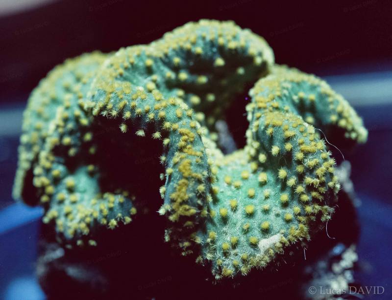La plante zig zag